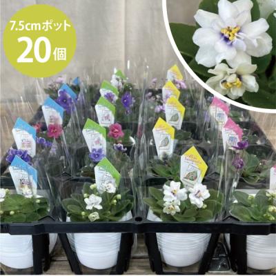 セントポーリア（花、ガーデニング）のおすすめ人気商品一覧 通販