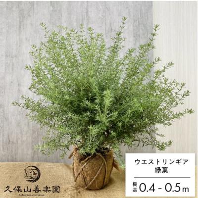 ネイティブプランツの商品一覧 通販 - Yahoo!ショッピング