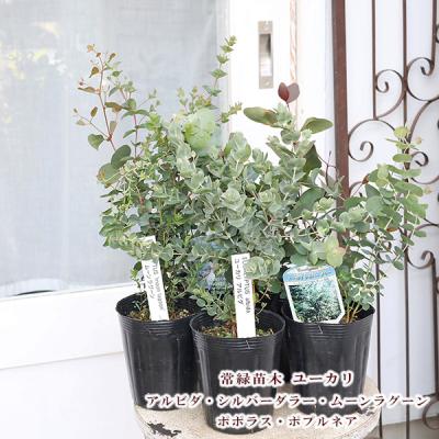ユーカリ ポポラス(苗木、植木)の商品一覧 | 花、ガーデニング ユーカリ ポポラス(苗木、植木)の商品一覧 | 花、ガーデニング