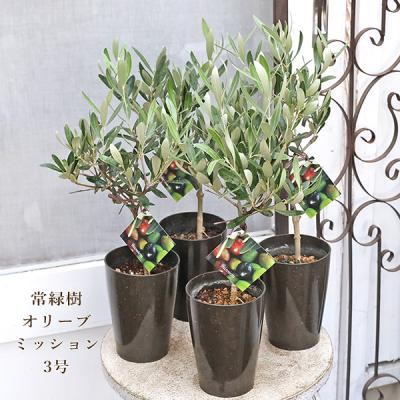 Bohlin1920⑰⑫オリーブの木『ピクアル』『マンザニロ』2苗木セット Bohlin1920様専用⑰⑫オリーブの木『ピクアル』『マンザニロ』2