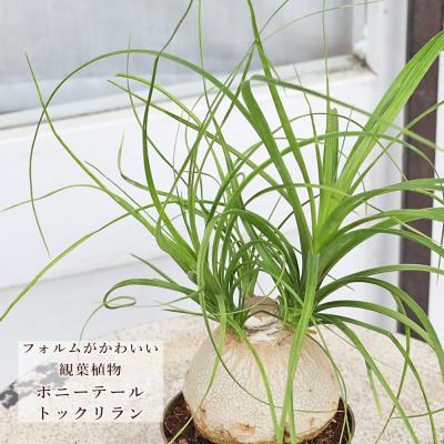 トックリラン（観葉植物） | 花、ガーデニング のおすすめ人気商品一覧
