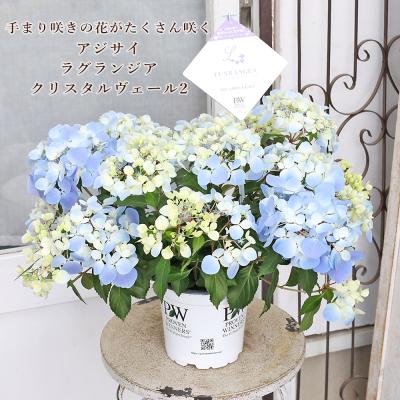 ラグランジア（苗） | 花、ガーデニング のおすすめ人気商品一覧 通販