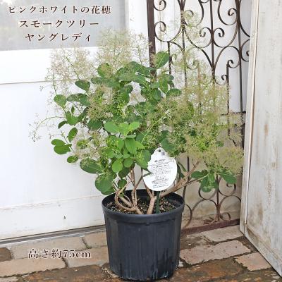 スモークツリー 鉢植えのおすすめ人気商品一覧 通販 - Yahoo!ショッピング