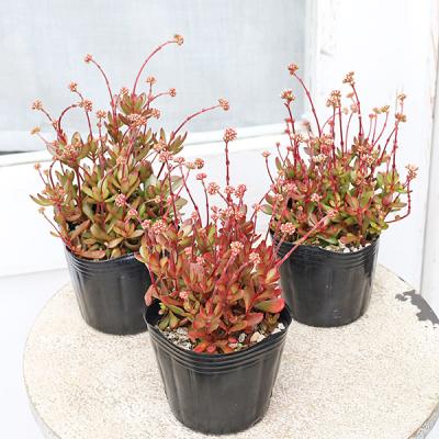 多肉植物 紅稚児（花、ガーデニング）の商品一覧 通販 - Yahoo