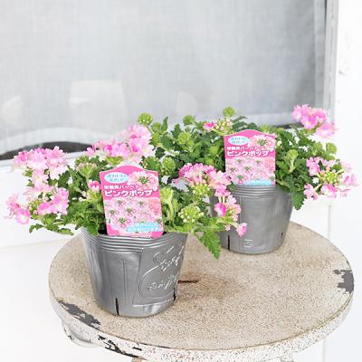 バーベナ苗（花の苗）｜苗 | 花、ガーデニング のおすすめ人気商品一覧