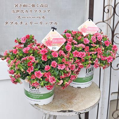 ラナンキュラス（花の苗）｜苗 | 花、ガーデニング のおすすめ人気商品