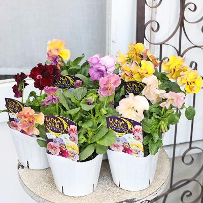 パンジー 寄せ植えのおすすめ人気商品一覧 通販 - Yahoo!ショッピング
