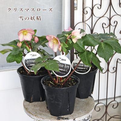 クリスマスローズ 開花株 ピンクのおすすめ人気商品一覧 通販 - Yahoo