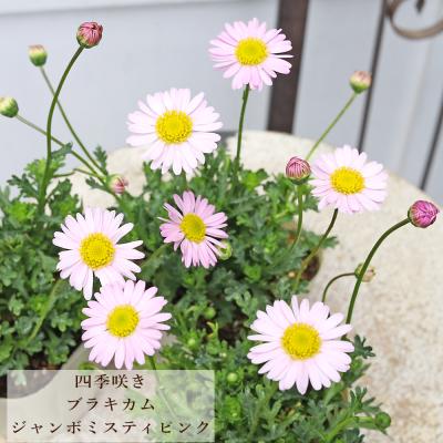 花苗 ブラキカム ジャンボ ミスティピンク 3号 多年草 四季咲き 小花