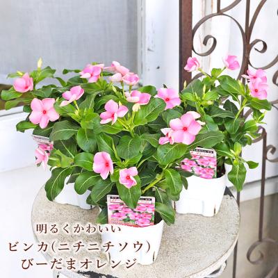つる性植物 ピンクの花（花の苗）｜苗 | 花、ガーデニング のおすすめ