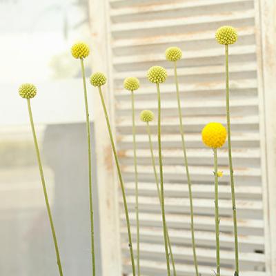 クラスペディア 苗(花、ガーデニング)の商品一覧 通販 - Yahoo クラスペディア 苗(花、ガーデニング)の商品一覧 通販 - Yahoo