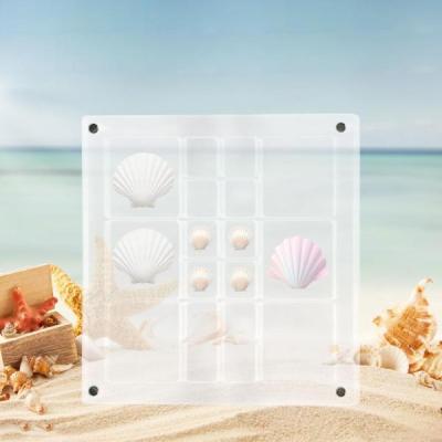 貝殻 貝 標本（コレクション、趣味） | 楽器、手芸、コレクション の