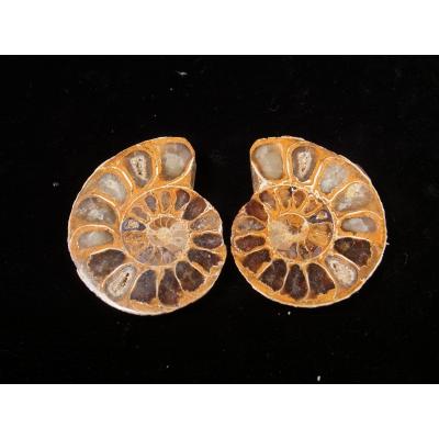 アンモナイト 化石 スライスのおすすめ人気商品一覧 通販 - Yahoo