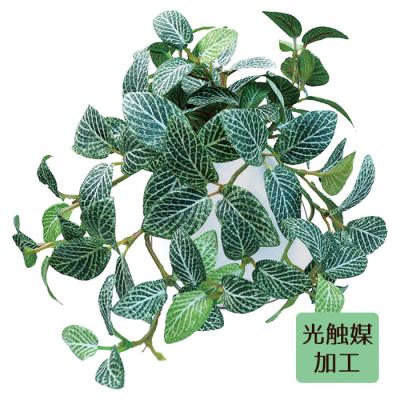 フィットニアのおすすめ人気商品一覧 通販 - Yahoo!ショッピング