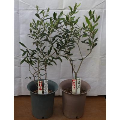 果樹の苗、苗木(果樹種類:オリーブ)|苗木、植木|花 果樹の苗、苗木(果樹種類:オリーブ)|苗木、植木|花