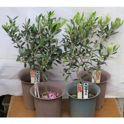 フラワー/ガーデン 《現品》オリーブの木 ミッション 樹高2.2m（根鉢 