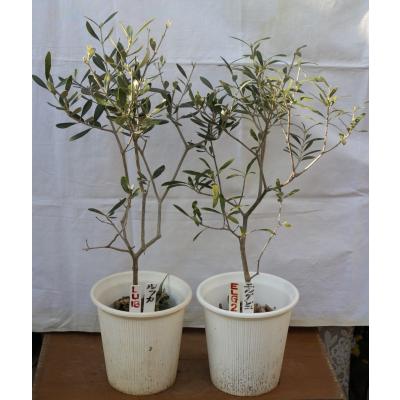 オリーブ アザパ(苗木、植木)の商品一覧 | 花、ガーデニング オリーブ アザパ(苗木、植木)の商品一覧 | 花、ガーデニング