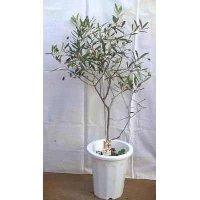 オリーブ 苗木 アルベキナの商品一覧 通販 - Yahoo!ショッピング