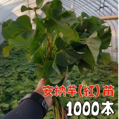 紅はるか 苗のおすすめ人気商品一覧 通販 - Yahoo!ショッピング