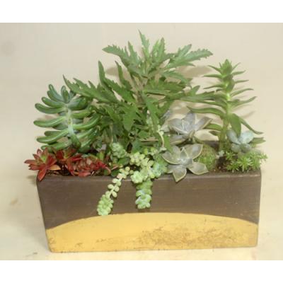 サボテン 寄せ植えの商品一覧 通販 - Yahoo!ショッピング