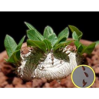 恵比寿笑いのおすすめ人気商品一覧 通販 - Yahoo!ショッピング