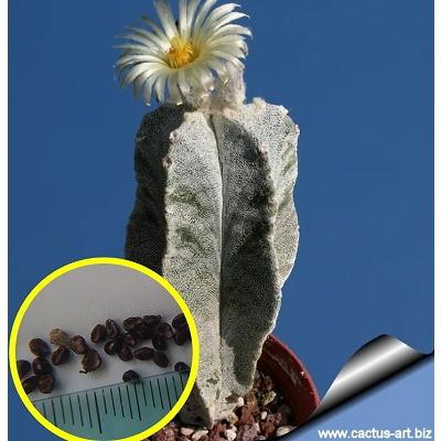 多肉植物ワールド - サボテン｜Yahoo!ショッピング