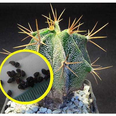 でーさんさま専用　メセン種子 でーさんさま専用 メセン種子