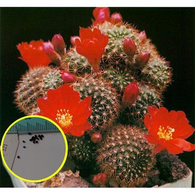 多肉植物ワールド - レブチア・メディオロビビア｜Yahoo