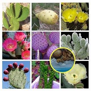 opuntia arizonas オプンチア サボテン 多肉植物 特大苗 オプンチア opuntia Opuntia opuntiaのショッピング｜多肉植物