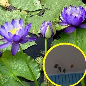 多肉植物ワールド - ハス(蓮)・スイレン(睡蓮)｜Yahoo!ショッピング