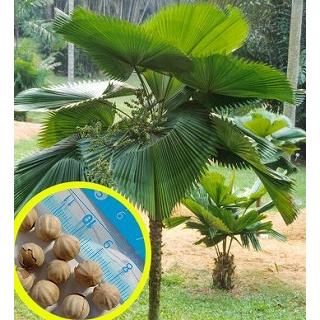 多肉植物ワールド - ヤシ(椰子)・ソテツ(蘇鉄)｜Yahoo!ショッピング