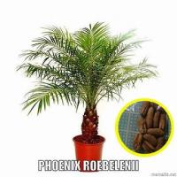 シンノウヤシ フェニックス ロベレニー Phoenix Roebelenii の種子 Msc Plm Phoenix Roebelenii 多肉植物ワールド 通販 Yahoo ショッピング