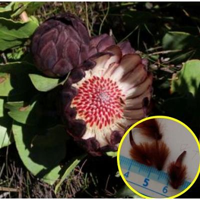 多肉植物ワールド - プロテア｜Yahoo!ショッピング