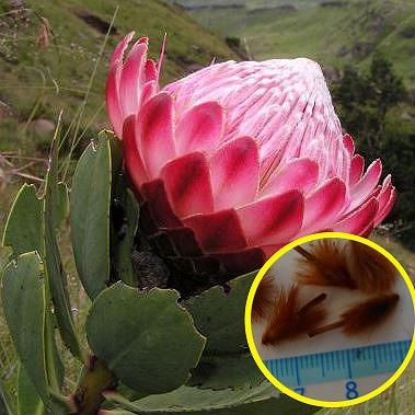 多肉植物ワールド - プロテア｜Yahoo!ショッピング