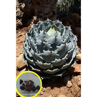 アガベ シーザーのおすすめ人気ランキングTOP87 - Yahoo!ショッピング