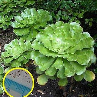 多肉植物ワールド - アエオニウム｜Yahoo!ショッピング