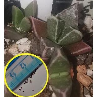 フォーカリア　種子２４種類　２０粒ずつセット フォーカリア 種子24種類 20粒ずつセット