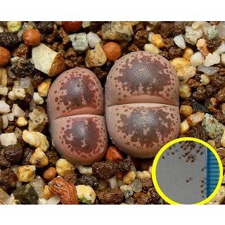 リトープス(種、種子)の商品一覧 | 花、ガーデニング 通販 リトープス(種、種子)の商品一覧 | 花、ガーデニング 通販