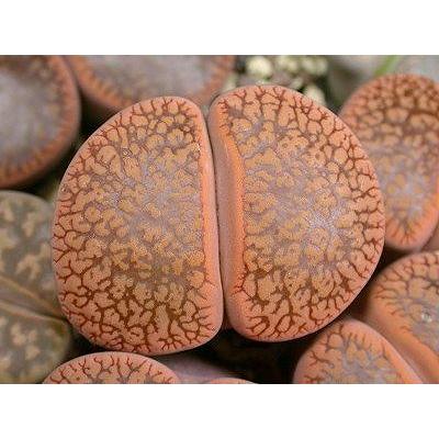リトープス(種、種子)の商品一覧 | 花、ガーデニング 通販 リトープス(種、種子)の商品一覧 | 花、ガーデニング 通販