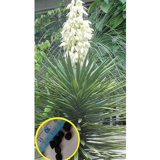 ユッカ アロイフォリア（花、ガーデニング）のおすすめ人気商品
