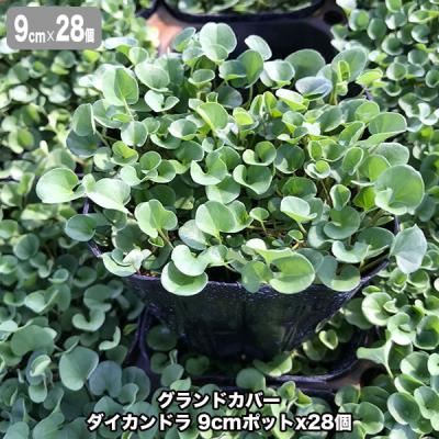 ディコンドラ（苗） | 花、ガーデニング の商品一覧 通販 - Yahoo