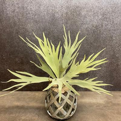 コウモリラン（人工観葉植物の機能：光触媒）のおすすめ人気商品一覧