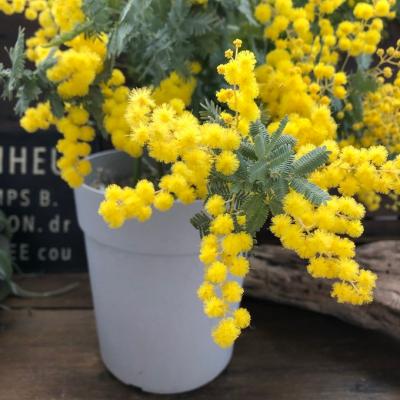 ミモザ苗のおすすめ人気商品一覧 通販 - Yahoo!ショッピング
