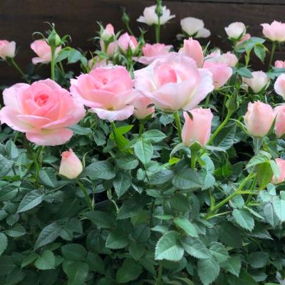 バラ ピンクミニバラ(花の苗)の商品一覧|苗 | 花 バラ ピンクミニバラ(花の苗)の商品一覧|苗 | 花