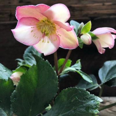 クリスマスローズ 種（苗） | 花、ガーデニング のおすすめ人気商品