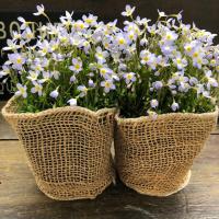 ハナカンザシ 花かんざし ヘリクリサム ローダンセ １株 花苗 ガーデニング 寄せ植え ドライフラワーに N Hanakanzashi イングの森 花 苗 育て方 通販 Yahoo ショッピング