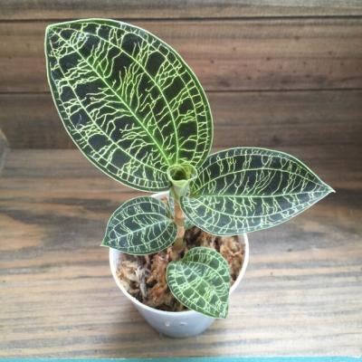 ジュエルオーキッドのおすすめ人気商品一覧 通販 - Yahoo