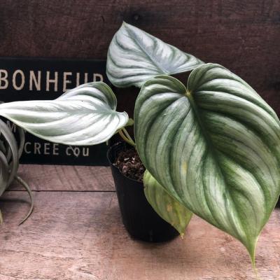 フィロデンドロン(観葉植物)の商品一覧 | 花、ガーデニング フィロデンドロン(観葉植物)の商品一覧 | 花、ガーデニング
