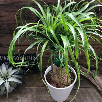 トックリランのおすすめ人気商品一覧 通販 - Yahoo!ショッピング