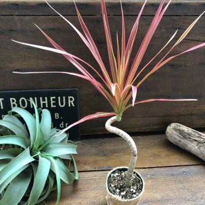 ドラセナレインボーコンシン（観葉植物） | 花、ガーデニング の